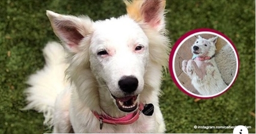 Kranker Hund beginnt neues Leben, nachdem er von einer Fremden Frau gerettet wurde